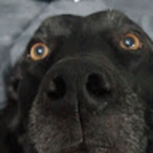 Meet your Posher, Joe